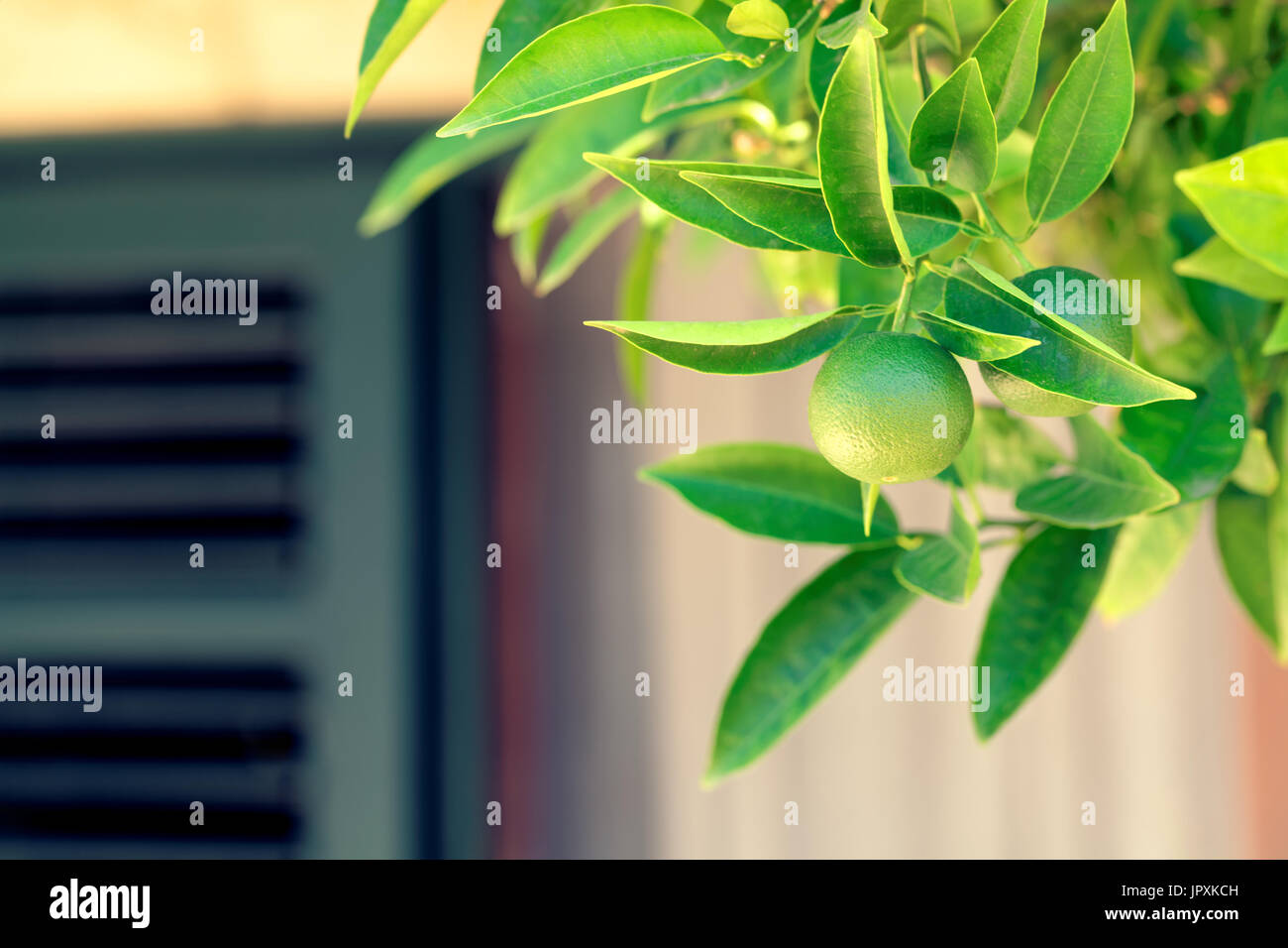 Colpo all'aperto di arance su un ramo di arancio-tree - Croazia, isola di Brac Foto Stock
