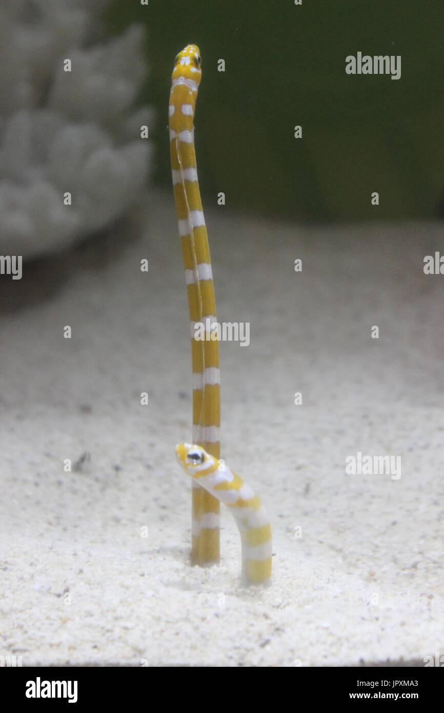 Due giallo e bianco striato giardino anguille sbirciando fuori della sabbia Foto Stock