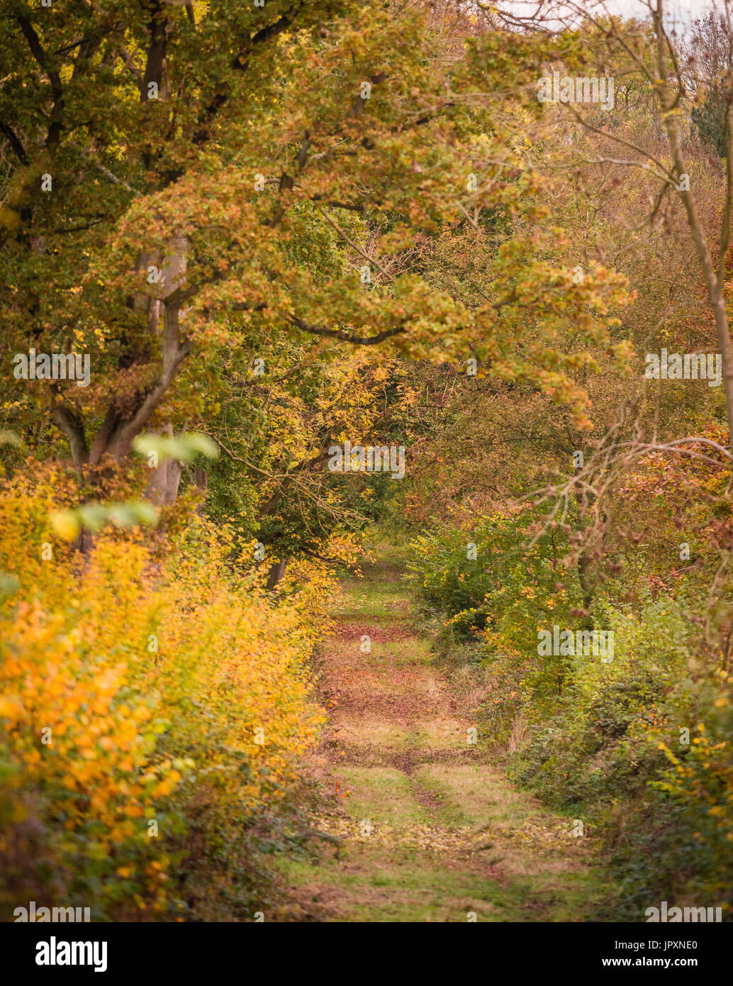 I colori autunnali brilla luminosa nel bosco di bourne , lincolnshire, su un caldo e soleggiato giorno di novembre. Foto Stock