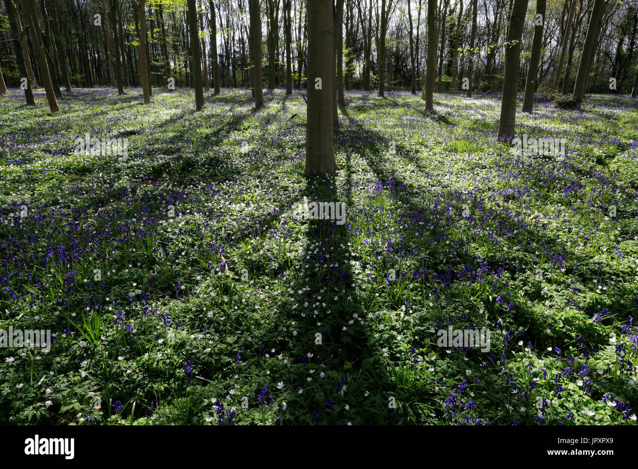 Paesaggio di primavera, tappeto di Bluebells e legno fiori Anemone; Castor Hanglands boschi; Cambridgeshire; Inghilterra Foto Stock