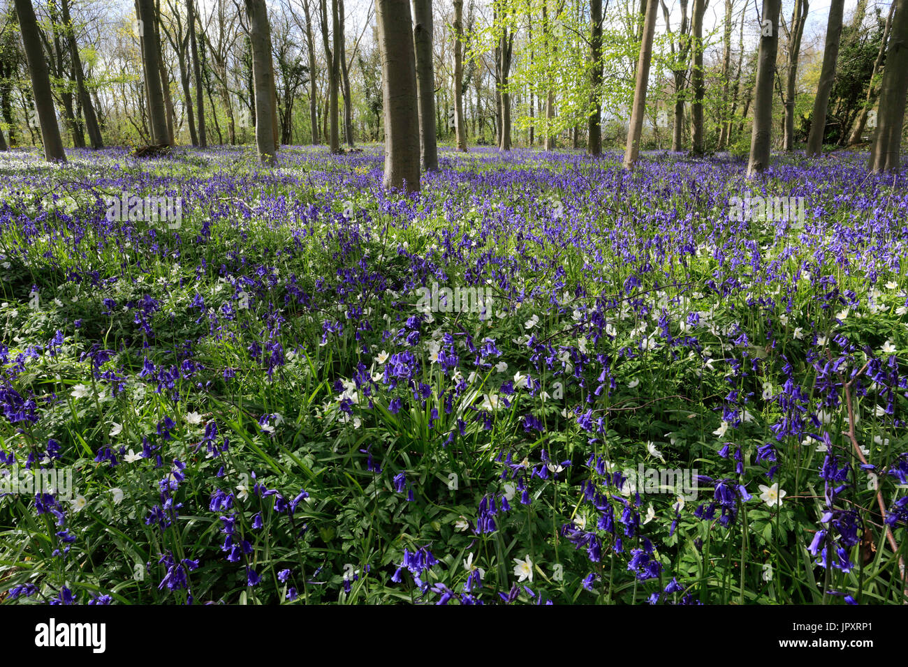 Paesaggio di primavera, tappeto di Bluebells e legno fiori Anemone; Castor Hanglands boschi; Cambridgeshire; Inghilterra Foto Stock