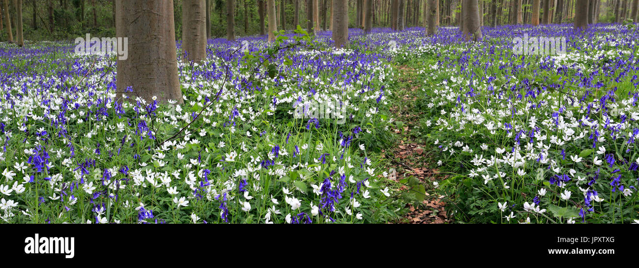 Paesaggio di primavera, tappeto di Bluebells e legno fiori Anemone; Castor Hanglands boschi; Cambridgeshire; Inghilterra Foto Stock