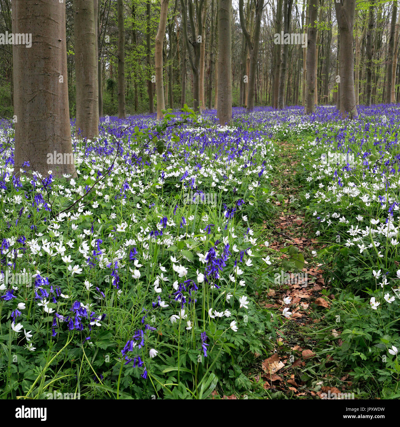 Paesaggio di primavera, tappeto di Bluebells e legno fiori Anemone; Castor Hanglands boschi; Cambridgeshire; Inghilterra Foto Stock