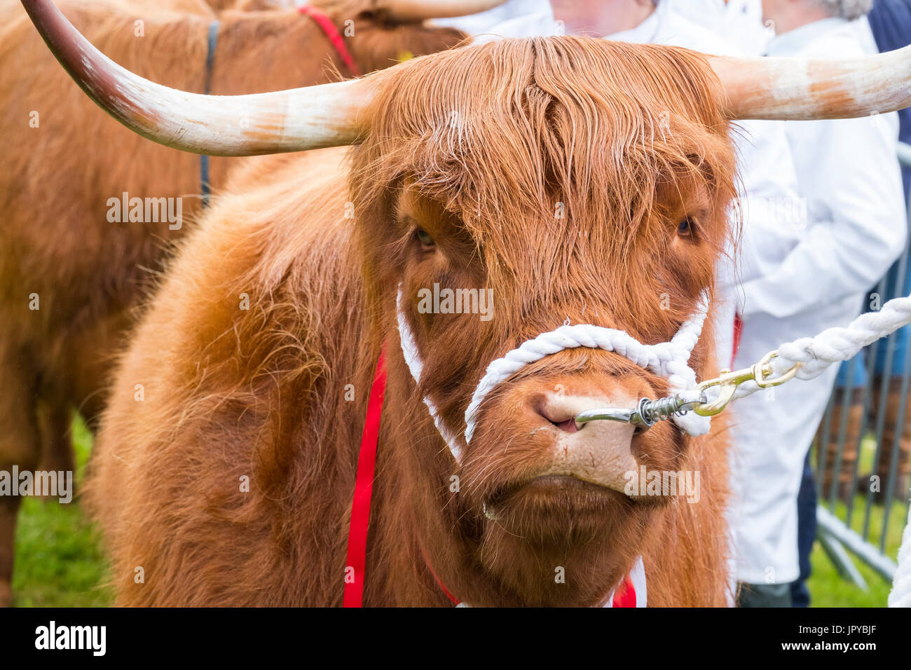 Burwarton, UK. Il 3° agosto 2017. Un altopiano di Bull in parade ring a Burwarton spettacolo agricolo, nei pressi di Bridgnorth, Shropshire, Regno Unito. Credito: Mike Hayward/Alamy Live News Foto Stock