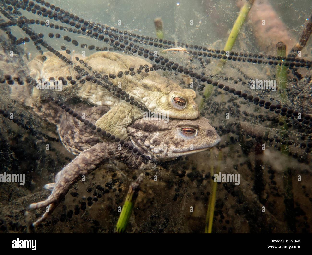 Rospi con le stringhe di uova Foto Stock