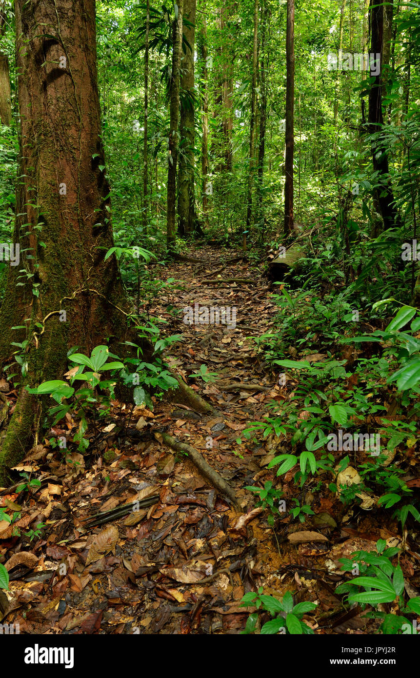 Sentiero forestale - Riserva Tresor Guiana francese Foto Stock