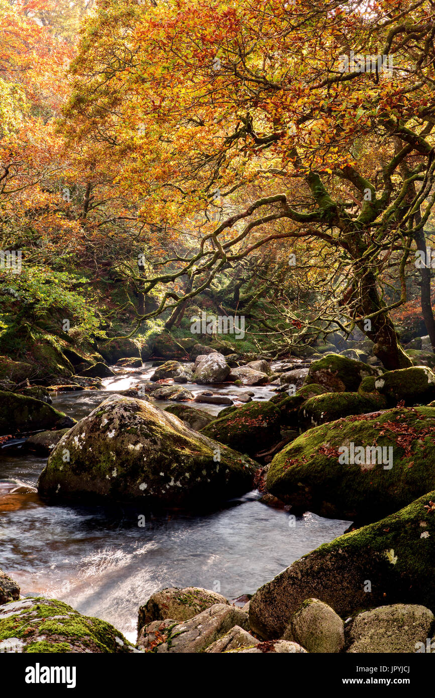 Colori dell'Autunno lungo il fiume Plym vicino Shaugh prima Parco Nazionale di Dartmoor Devon UK Foto Stock