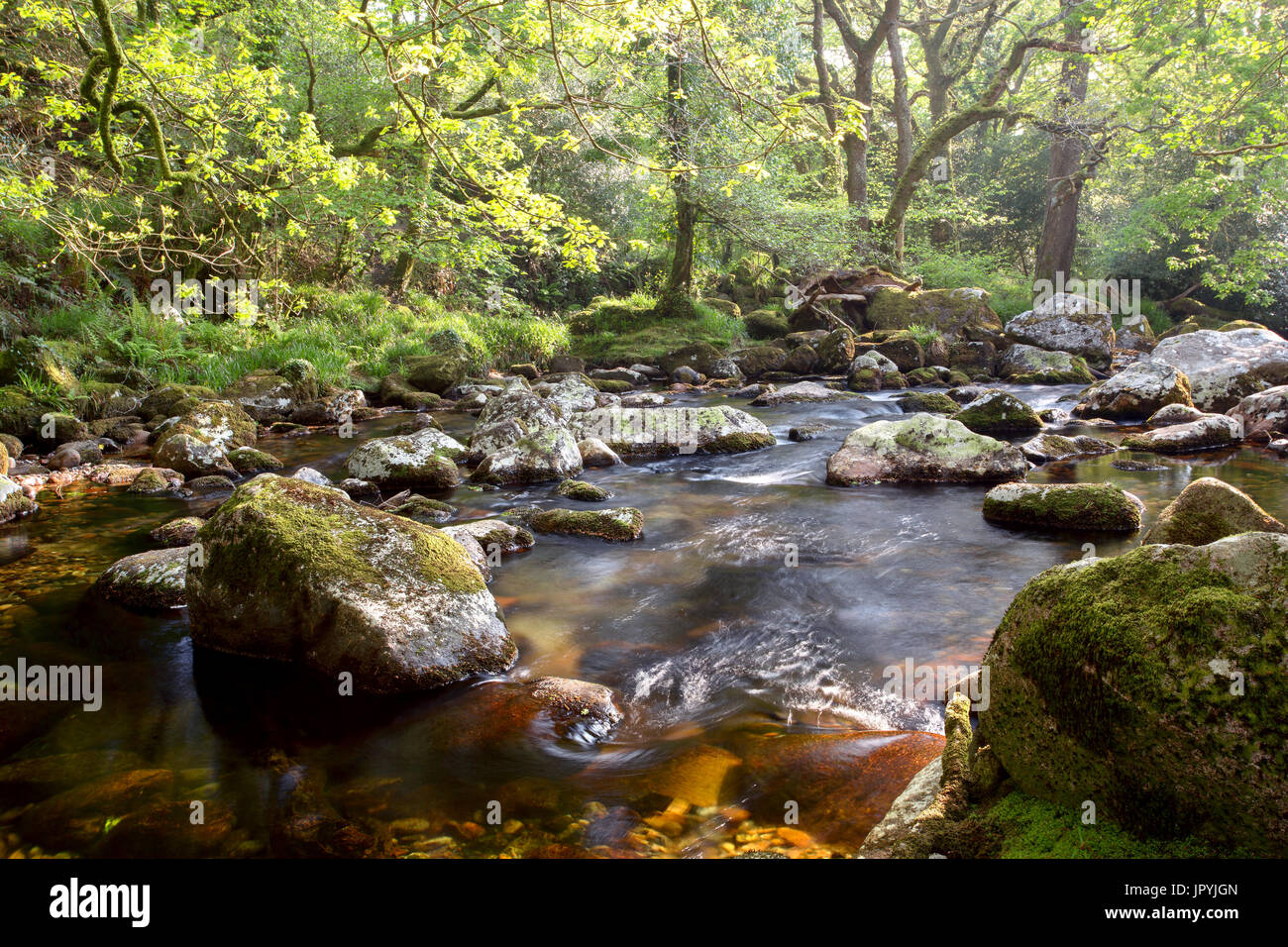 Il fiume Plym in primavera a Shaugh prima Parco Nazionale di Dartmoor Devon UK Foto Stock
