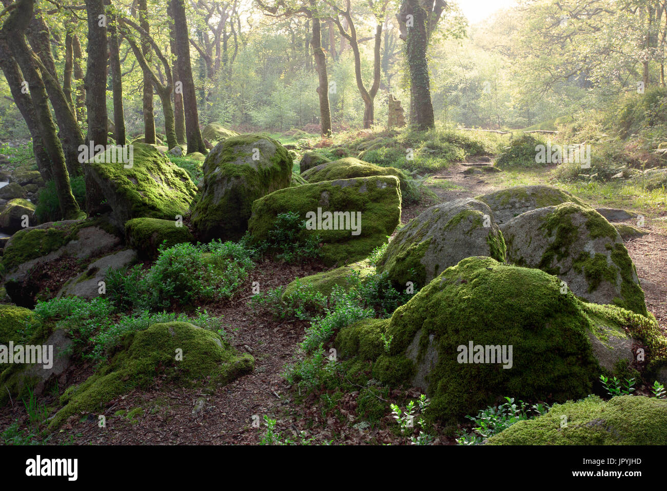 Dewerstone legno a Shaugh prima Parco Nazionale di Dartmoor Devon UK Foto Stock