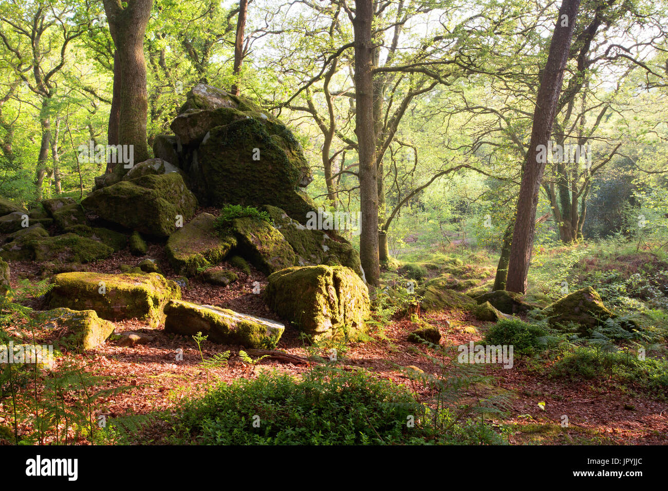 Dewerstone legno a Shaugh prima Parco Nazionale di Dartmoor Devon UK Foto Stock