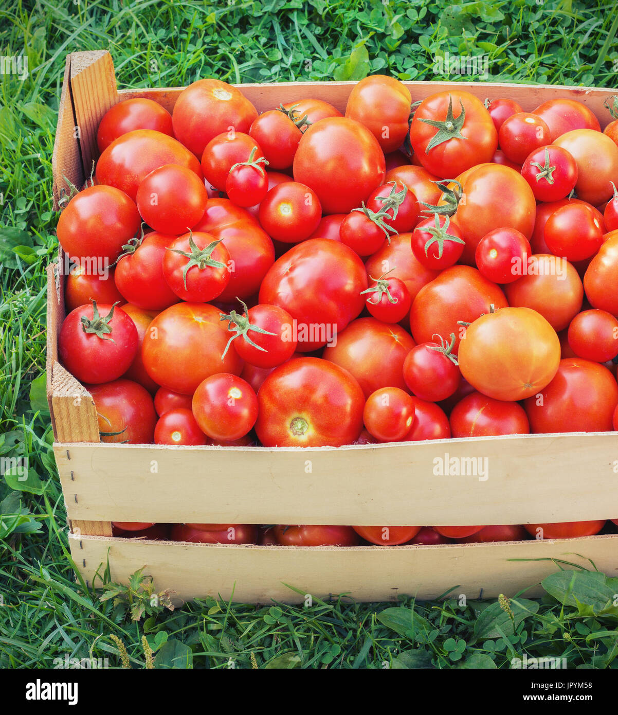 Scatola di legno mature pomodori rossi su un prato verde tonificante Foto Stock