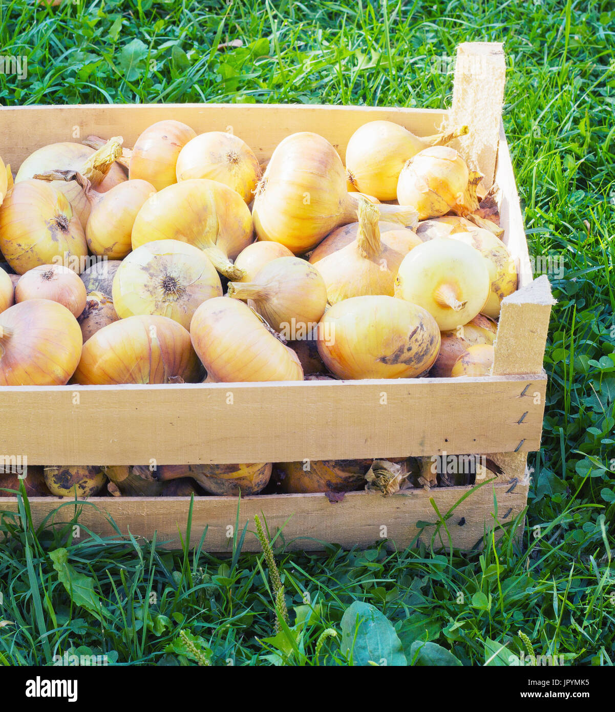 Cipolle organico in una casella vicino sul verde erba tonificante Foto Stock