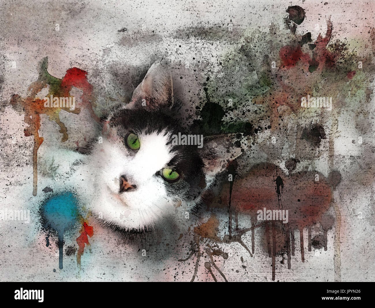 Ritratto del gatto Foto Stock