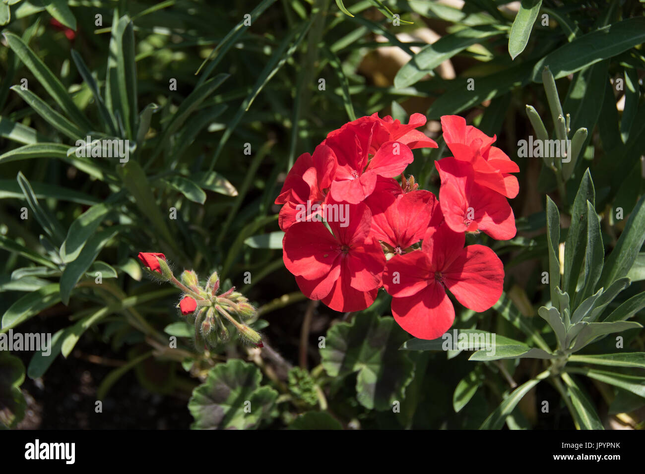 Geranio 'Maverick rosso" Foto Stock