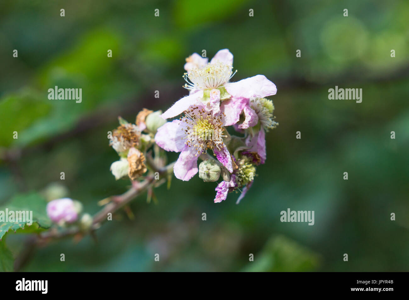 Blackberry selvatico, rovo fiori(famiglia delle rosacee, rubus genere). fioritura impianto di Blackberry. Foto Stock