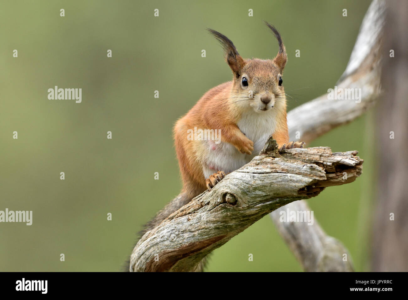 Eurasian scoiattolo rosso su un ramo - Finlandia Foto Stock