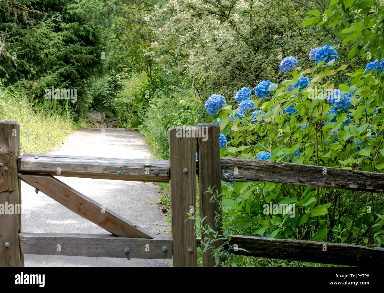 Blue hydrangea bush dietro una staccionata di legno a fianco di un sentiero nel bosco Foto Stock