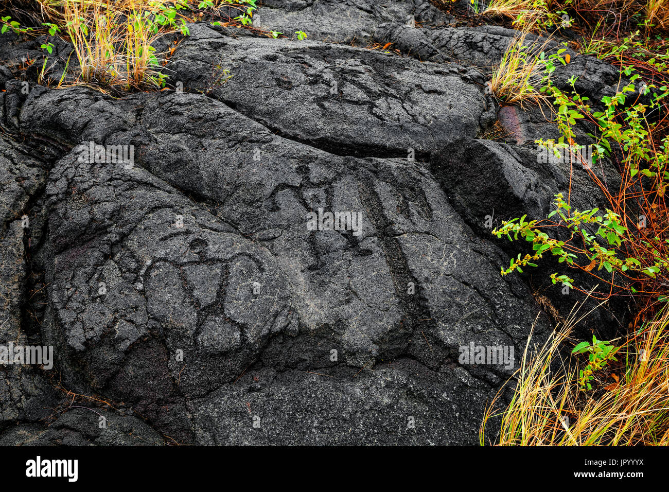 HI00255-00...Hawai'i - Pu'u Loa incisioni rupestri lungo la catena di crateri strada in Hawai'i vulcani del Parco Nazionale sull'isola di Hawai'i. Foto Stock