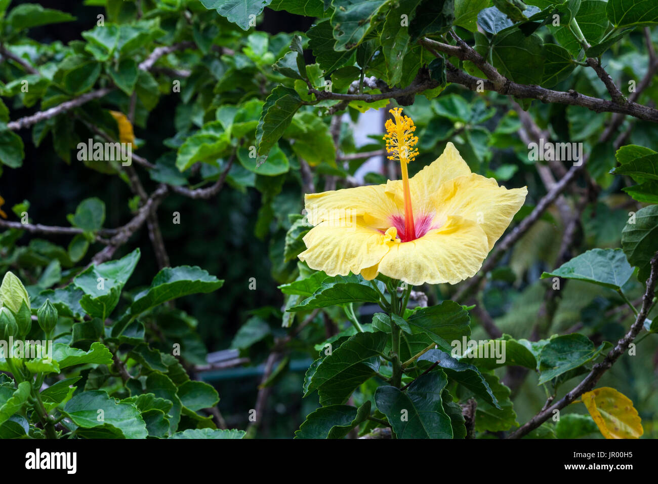 HI00323-00...Hawai'i - Stato fiore di Hawai'i Hawaiian hibiscus noto anche come pua aloalo o ma'o hau hele nella lingua Hawaiiana Foto Stock
