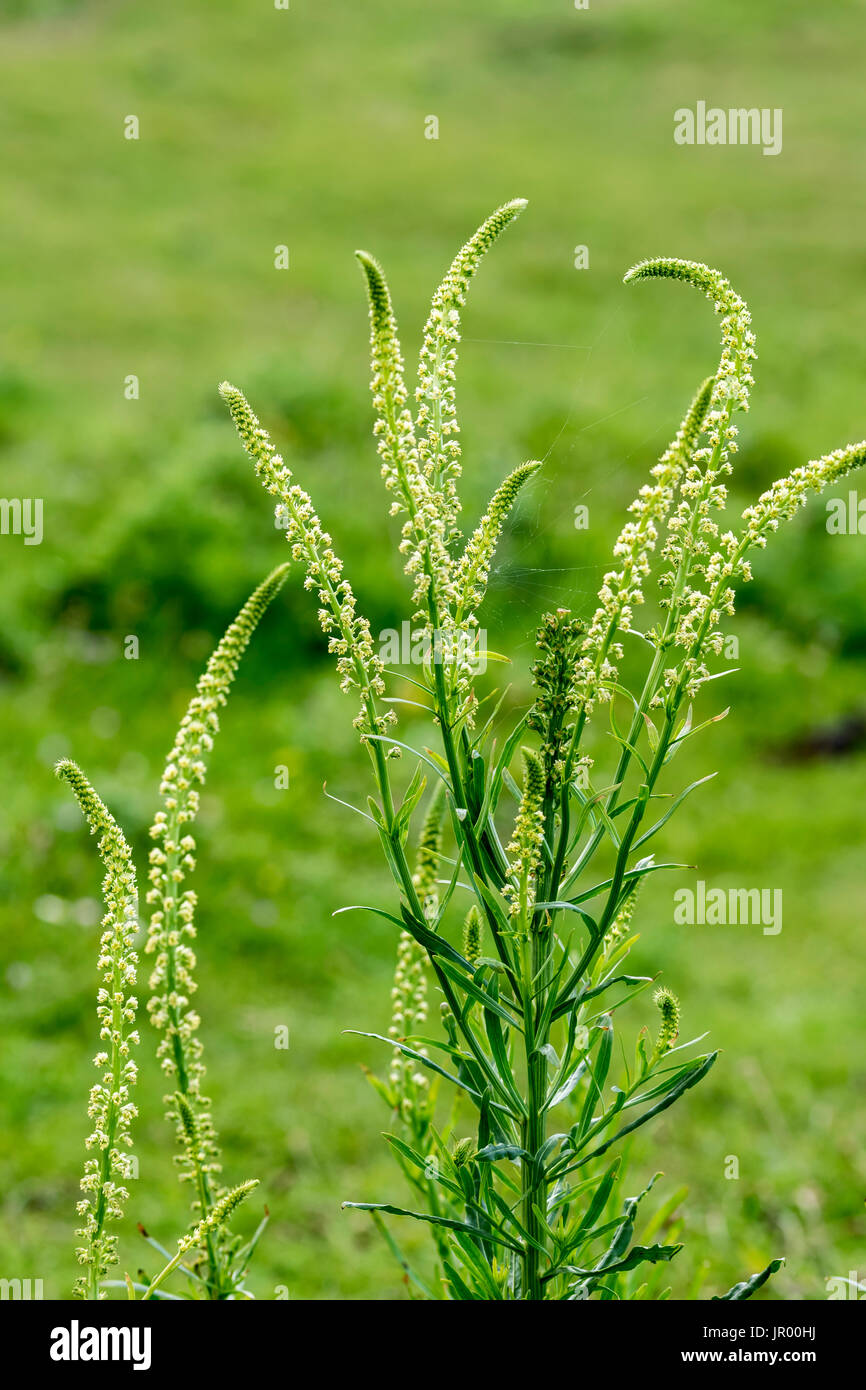Saldare Reseda luteola utilizzato da dyers medievale di colorante giallo Foto Stock