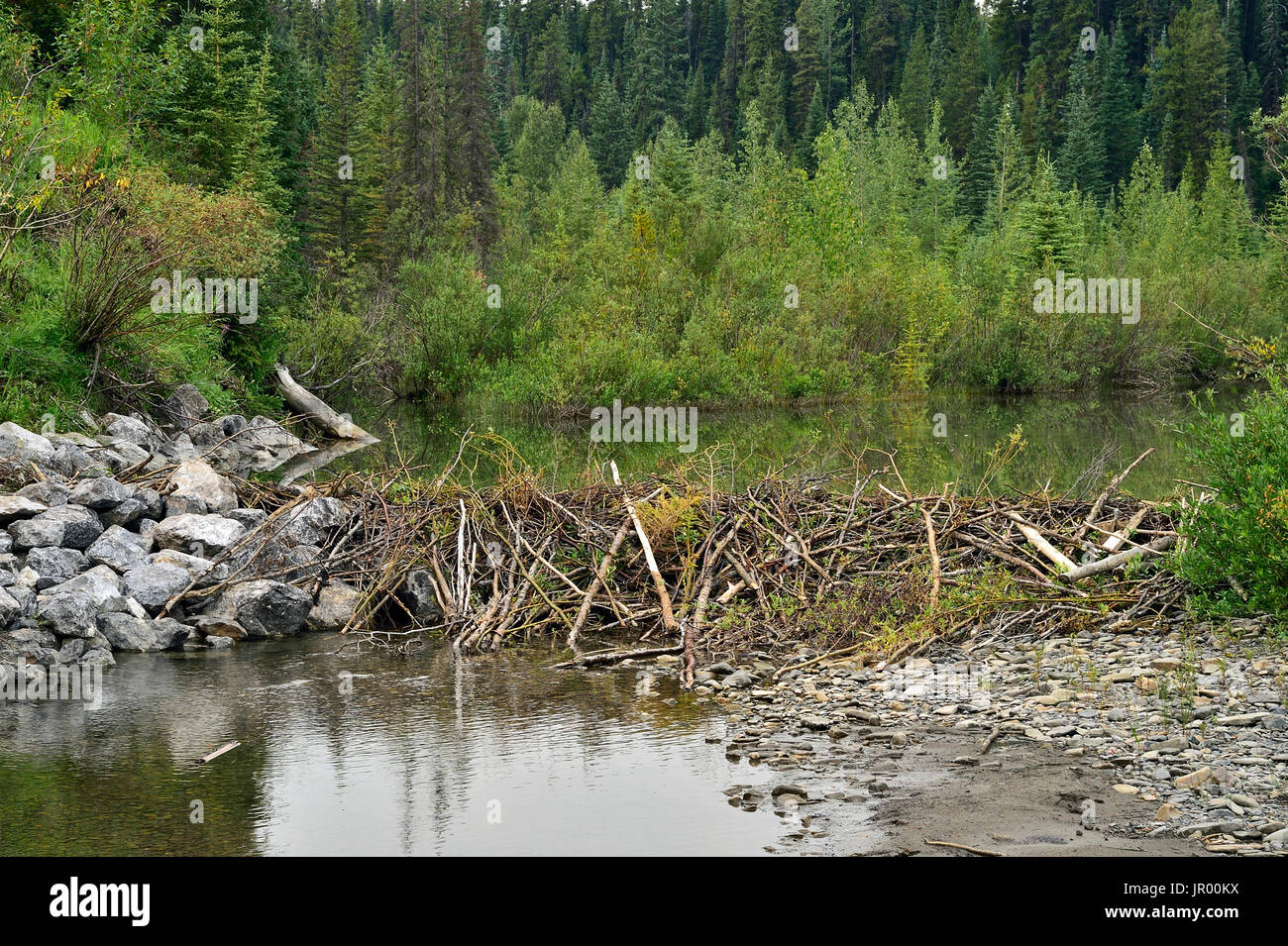 A Beaver Dam bloccando un flusso nelle zone rurali di Alberta in Canada Foto Stock