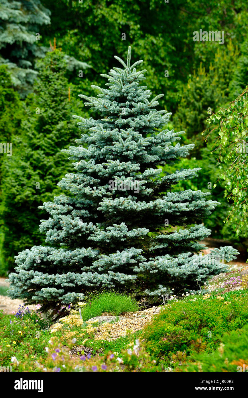 Un abete rosso blu albero che cresce sul bordo di un giardino nelle zone rurali di Alberta in Canada Foto Stock