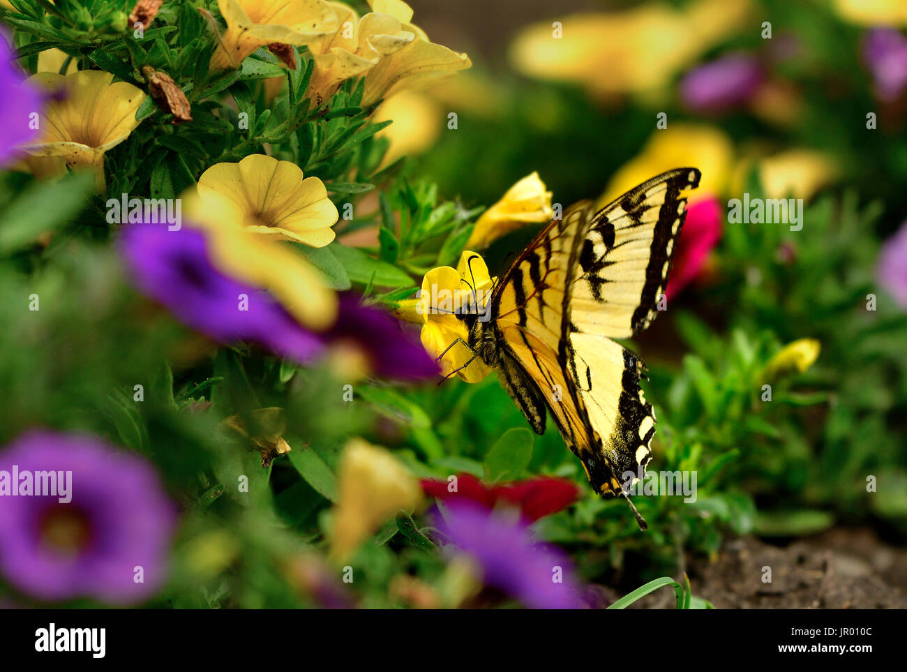 Una farfalla coda di rondine che beve nettare da un fiore giallo presso i Giardini Devoniani vicino a Devon Alberta Canada Foto Stock