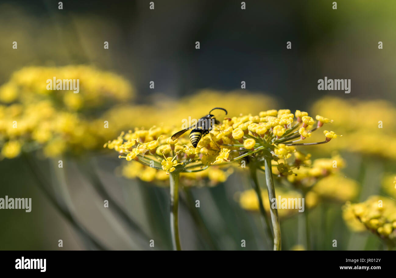 Bronze finocchio Foeniculum vulgare Purpureum Foto Stock