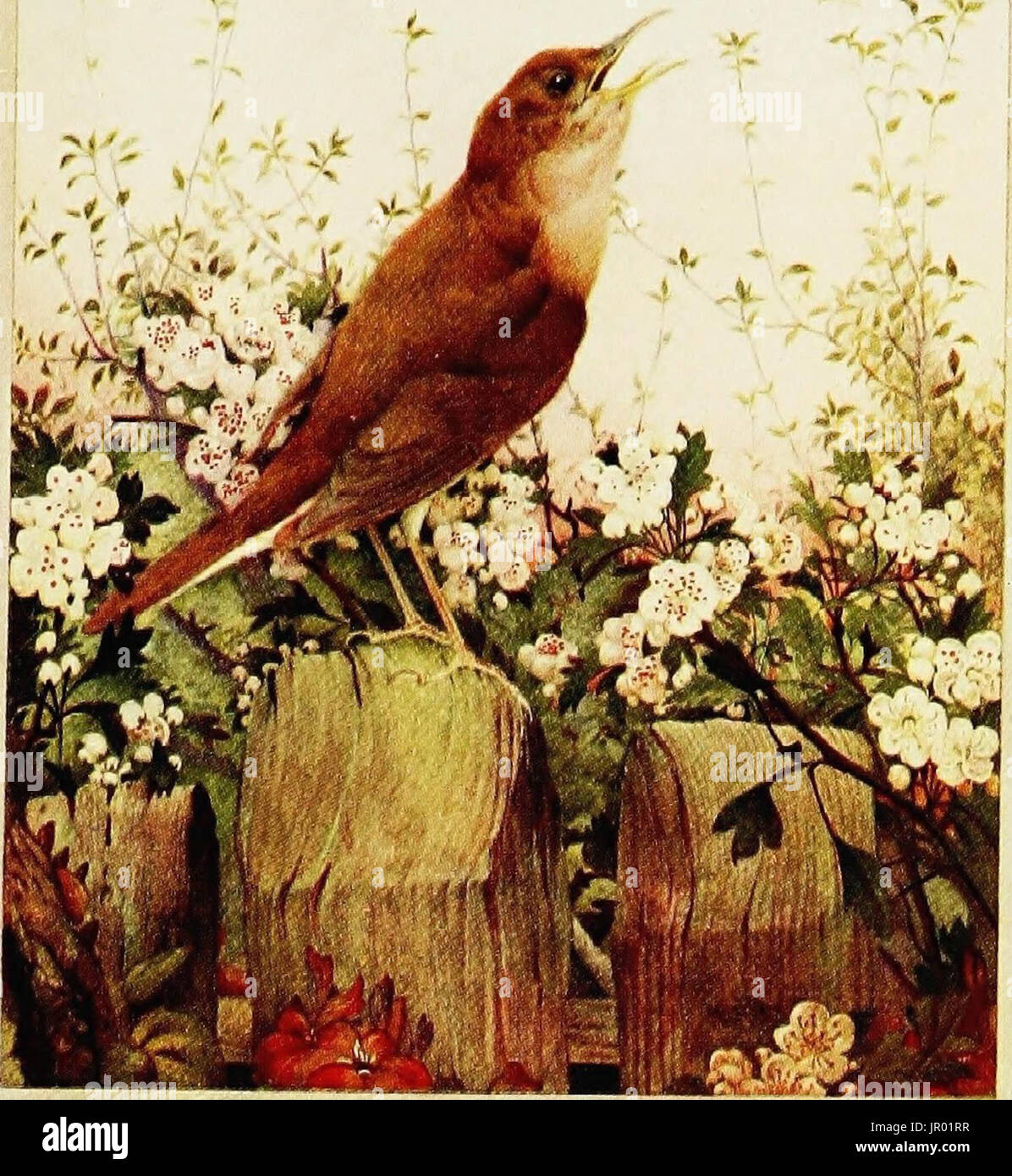 "Uccelli in città & villaggio, da W.H. Hudson.." (1920) Foto Stock