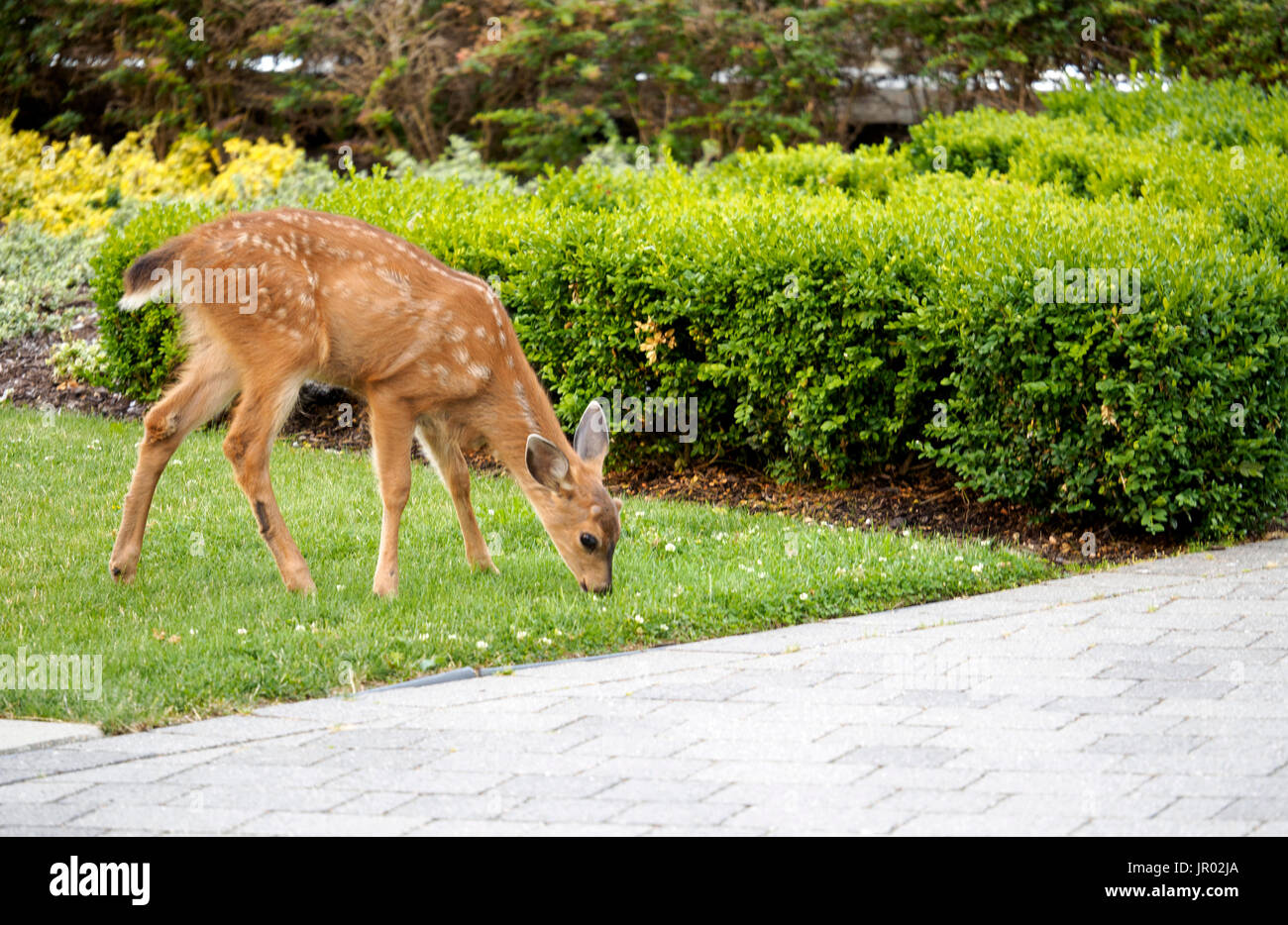 Baby - Deer Fawn nel cortile munching sull'erba Foto Stock