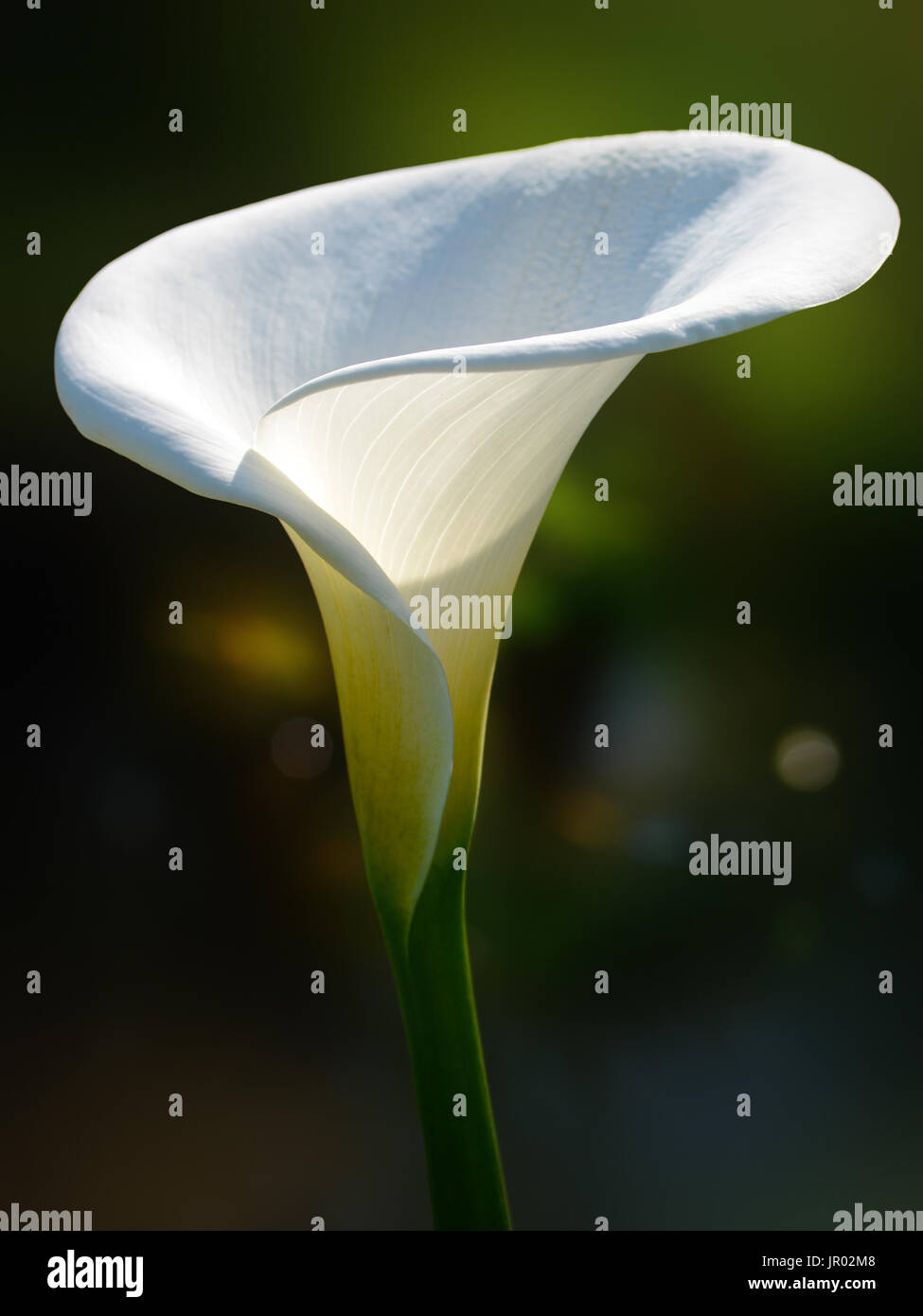 Singola bianco calla lily fiore illuminato dalla luce solare Foto Stock