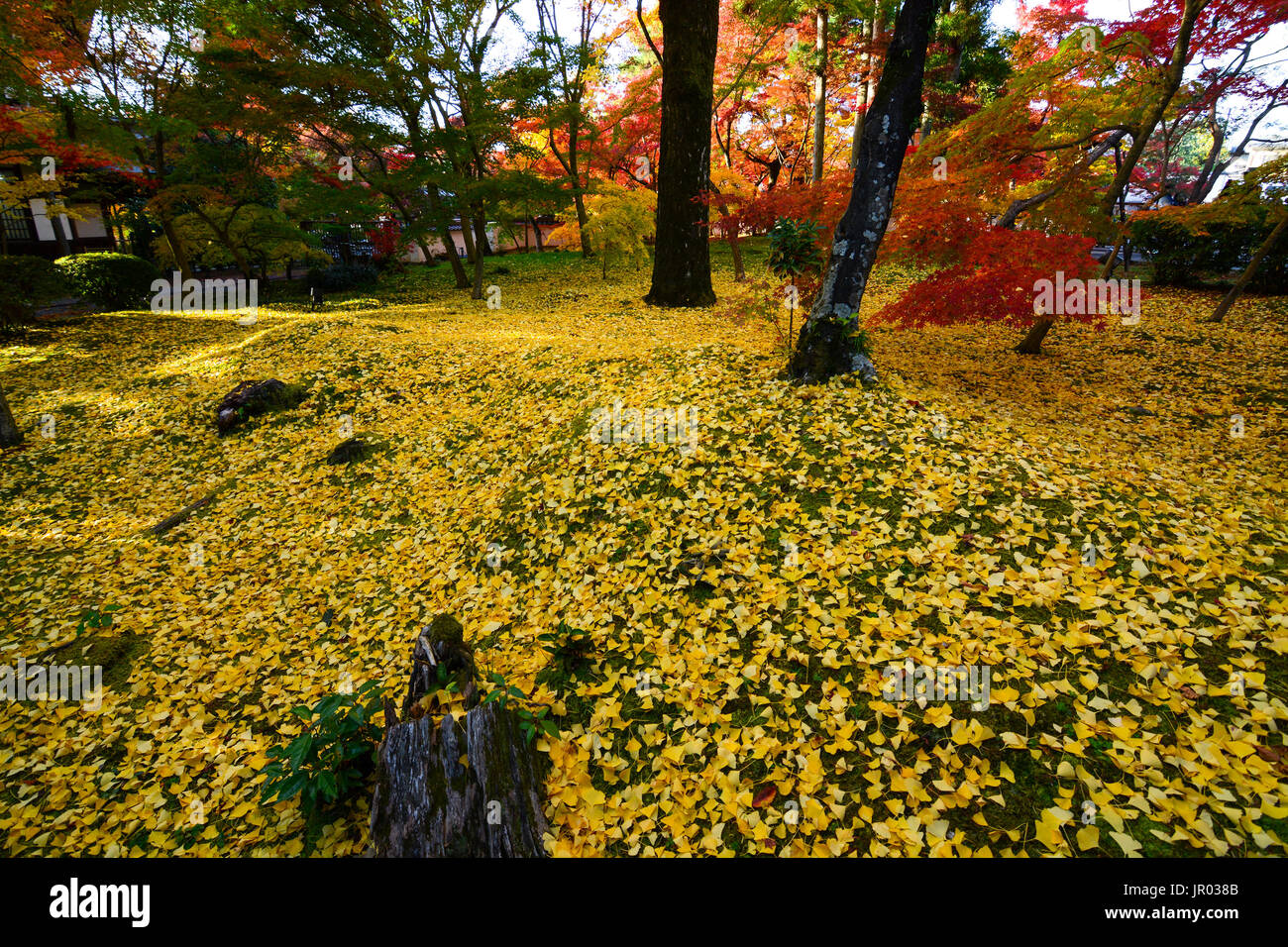 Bellissimo giallo dorato di foglie di ginkgo caduto su erba verde durante l'autunno a Kyoto, Giappone Foto Stock
