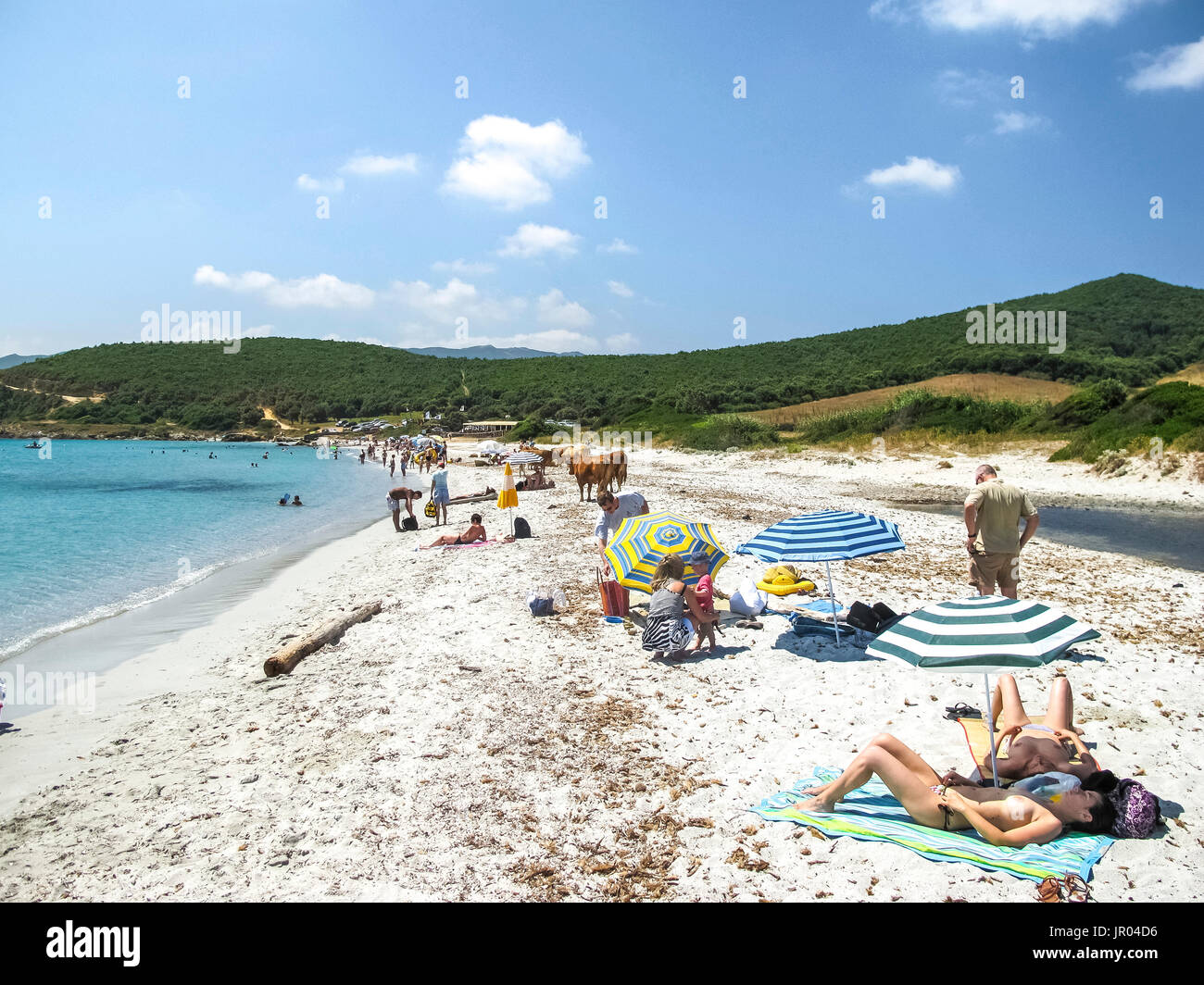 Vacche Sulla Spiaggia Di U Stazzu Macinaggio Corsica Foto