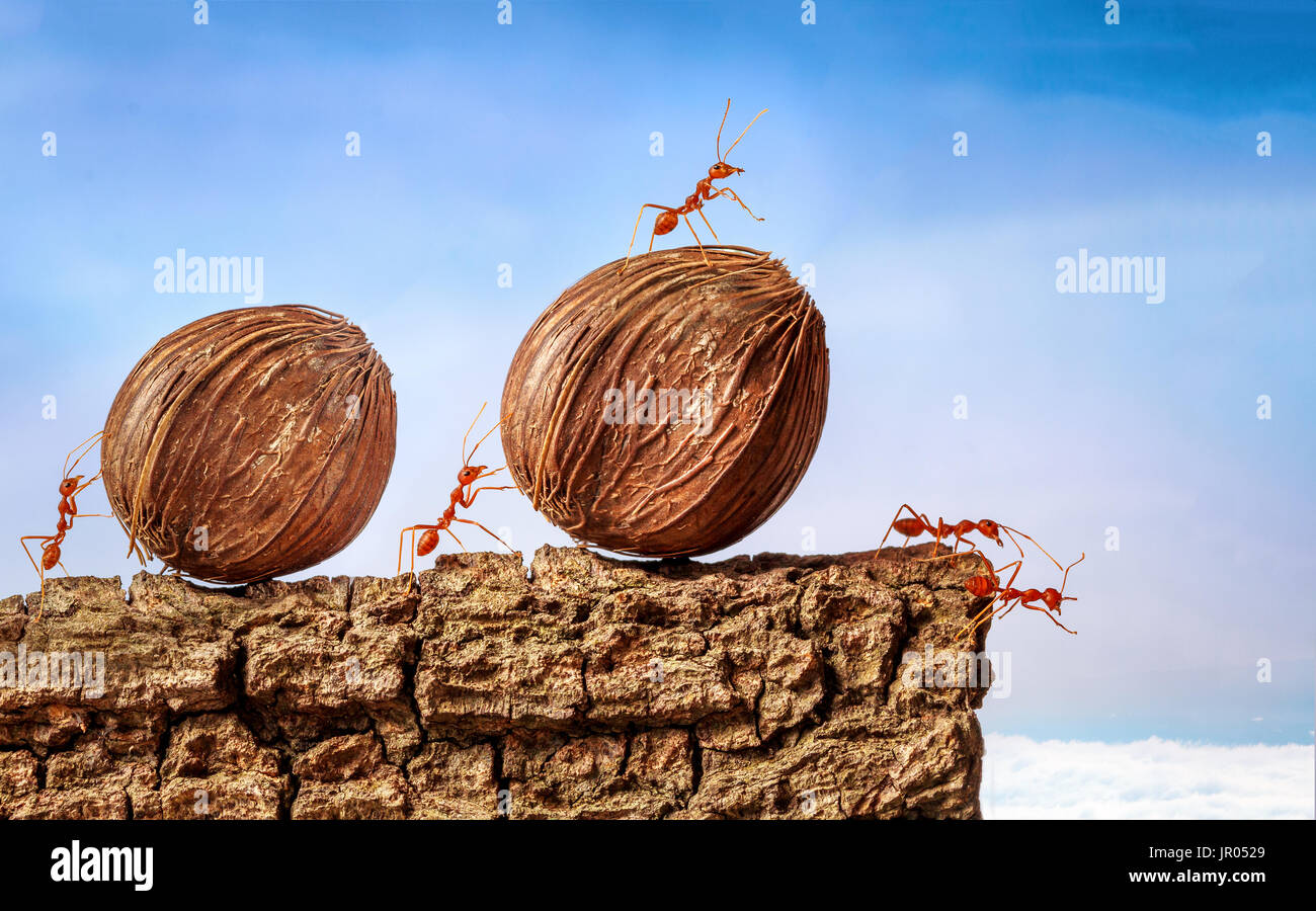 Le formiche che trasportano derrate alimentari insieme, il concetto di lavoro di squadra Foto Stock