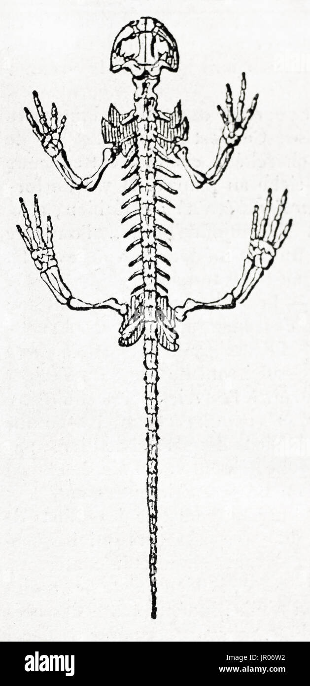 Vecchia illustrazione di una salamandra completo scheletro ricostruito. Autore ignoto, pubblicato il Magasin pittoresco, 1833. Foto Stock