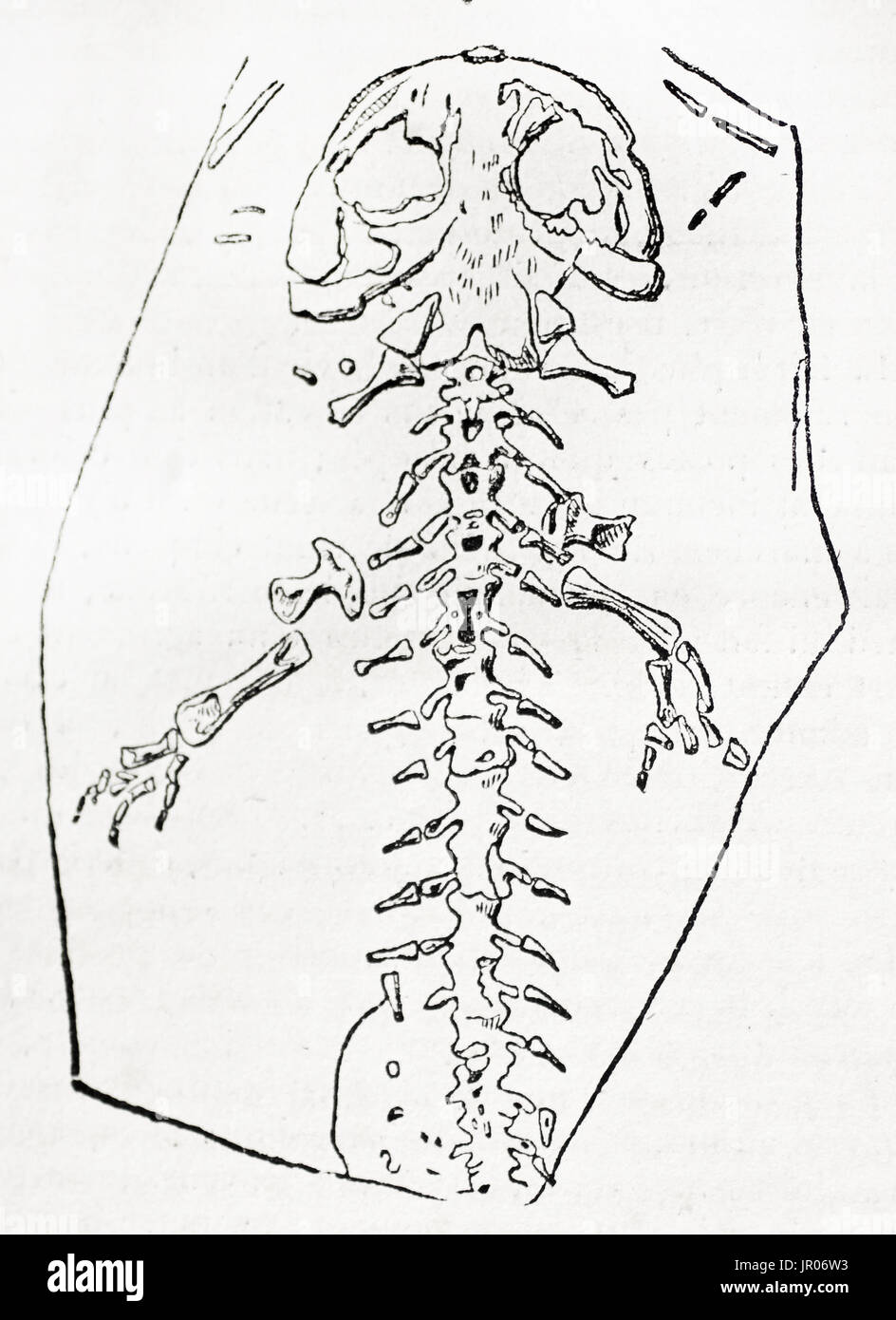 Vecchia illustrazione di decomposto scheleton fossili di una salamandra. Autore ignoto, pubblicato il Magasin pittoresco, 1833. Foto Stock