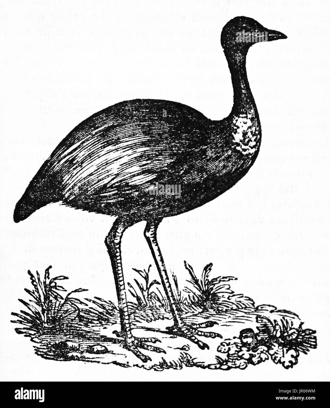 Vecchia illustrazione di colore grigio-winged Trumpeter (Psophia crepitans). Da autore non identificato, pubblicato il Magasin pittoresco, Parigi, 1833. Foto Stock