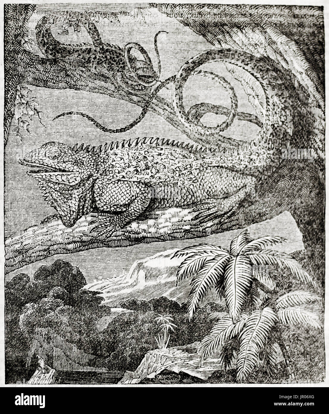 Vecchia illustrazione di iguana (Iguana iguana). Da autore non identificato, pubblicato il Magasin pittoresco, Parigi, 1833. Foto Stock