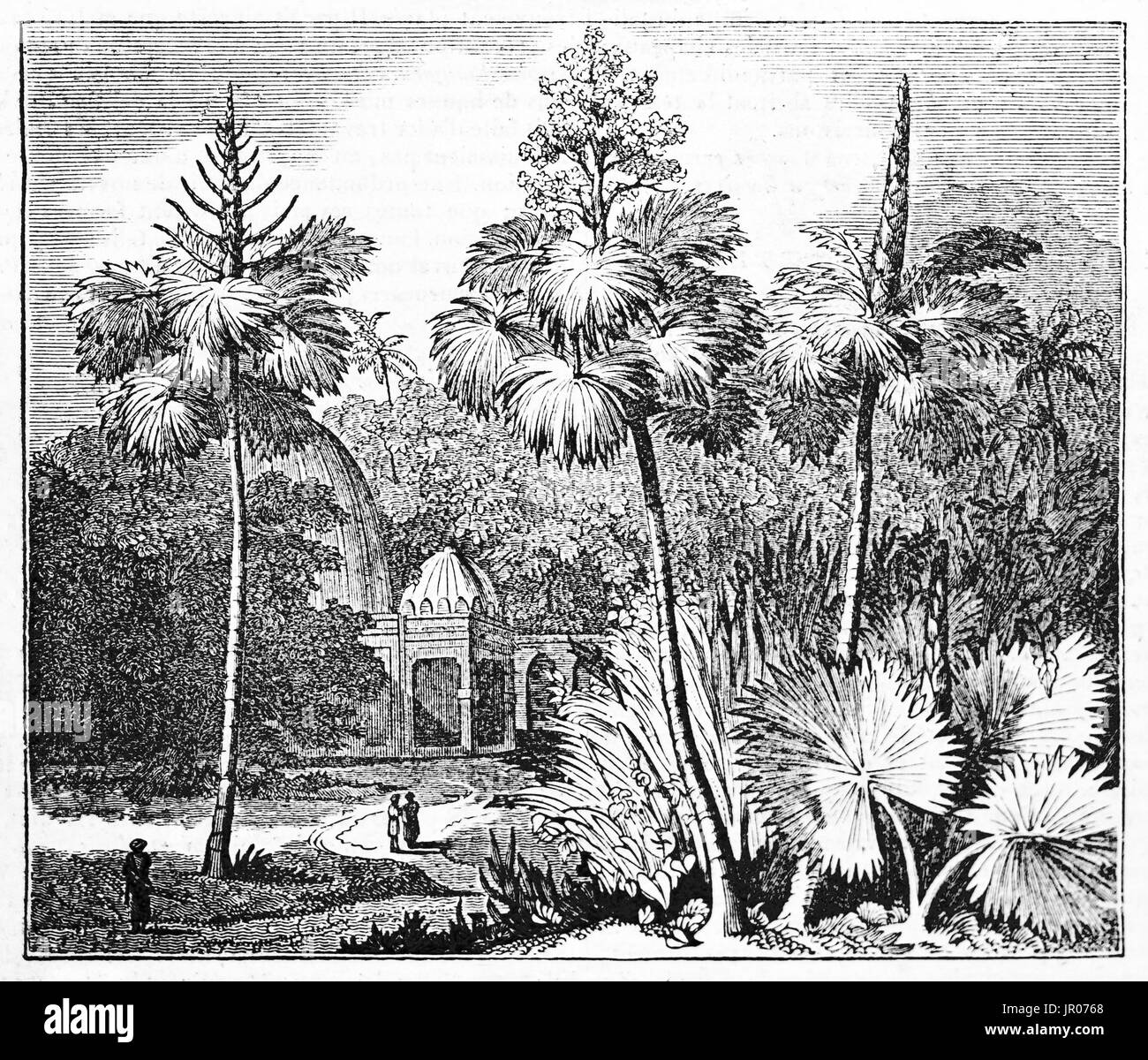 Vecchie illustrazioni incise di Talipot palm (Corypha umbraculifera). Da autore non identificato, pubblicato il Magasin pittoresco, Parigi, 1833. Foto Stock