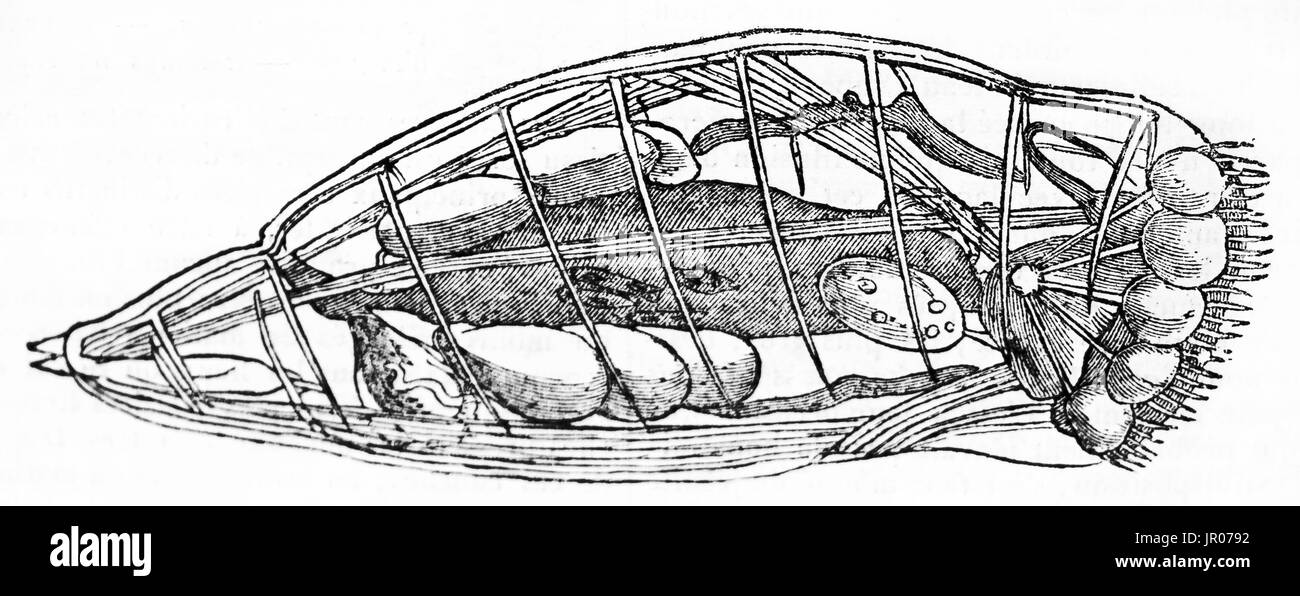 Vorticelle senta (protozoi) 144400 volte ingrandimento, vecchio illustrazione. Da autore non identificato, pubblicato il Magasin pittoresco, Parigi, 1833. Foto Stock