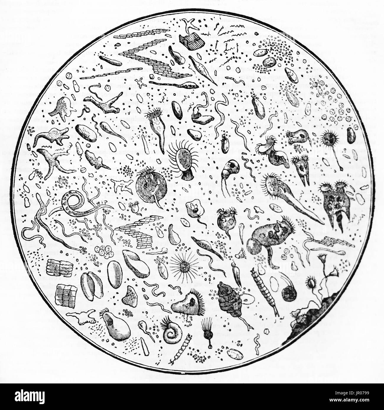 Goccia di acqua sotto un microscopio, old illustrazione. Da autore non identificato, pubblicato il Magasin pittoresco, Parigi, 1833. Foto Stock