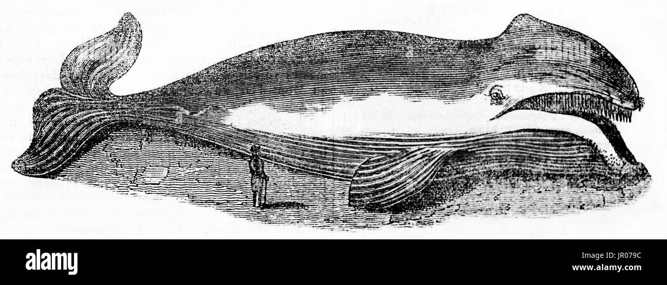 Vecchie illustrazioni incise della balena. Da autore non identificato, publ. su Magasin pittoresco, Parigi, 1833 Foto Stock