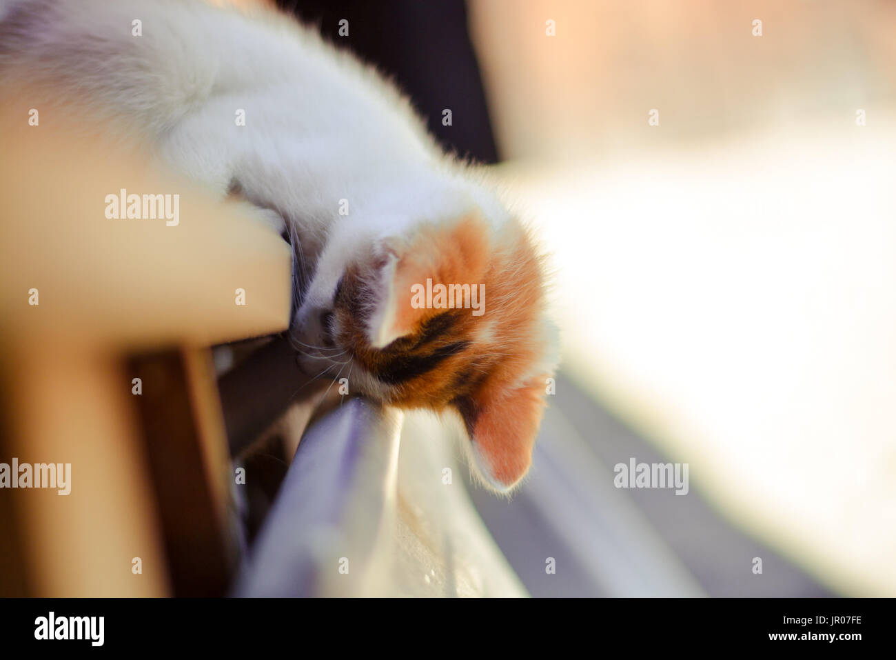 Questo è il mio gatto Foto Stock