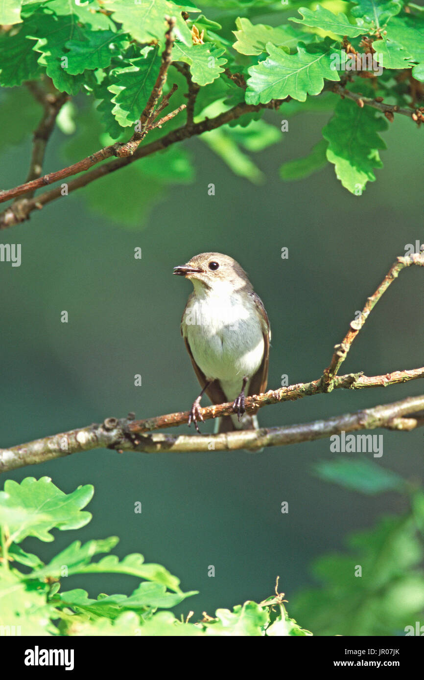 Unione pied flycatcher Ficedula hypoleuca femmina con il cibo Foto Stock