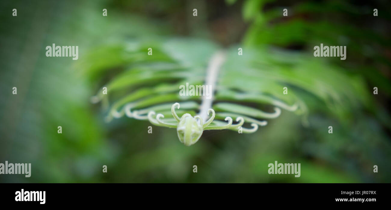 Una felce è un membro di un gruppo di piante vascolari che si riproducono tramite spore e non hanno né semi né fiori. Foto Stock
