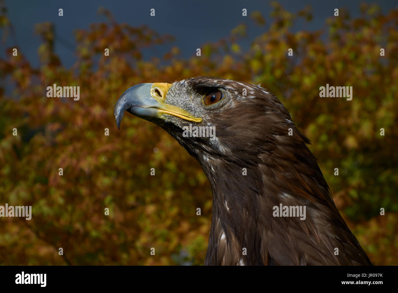 Golden Eagle. Captive. Regno Unito Foto Stock