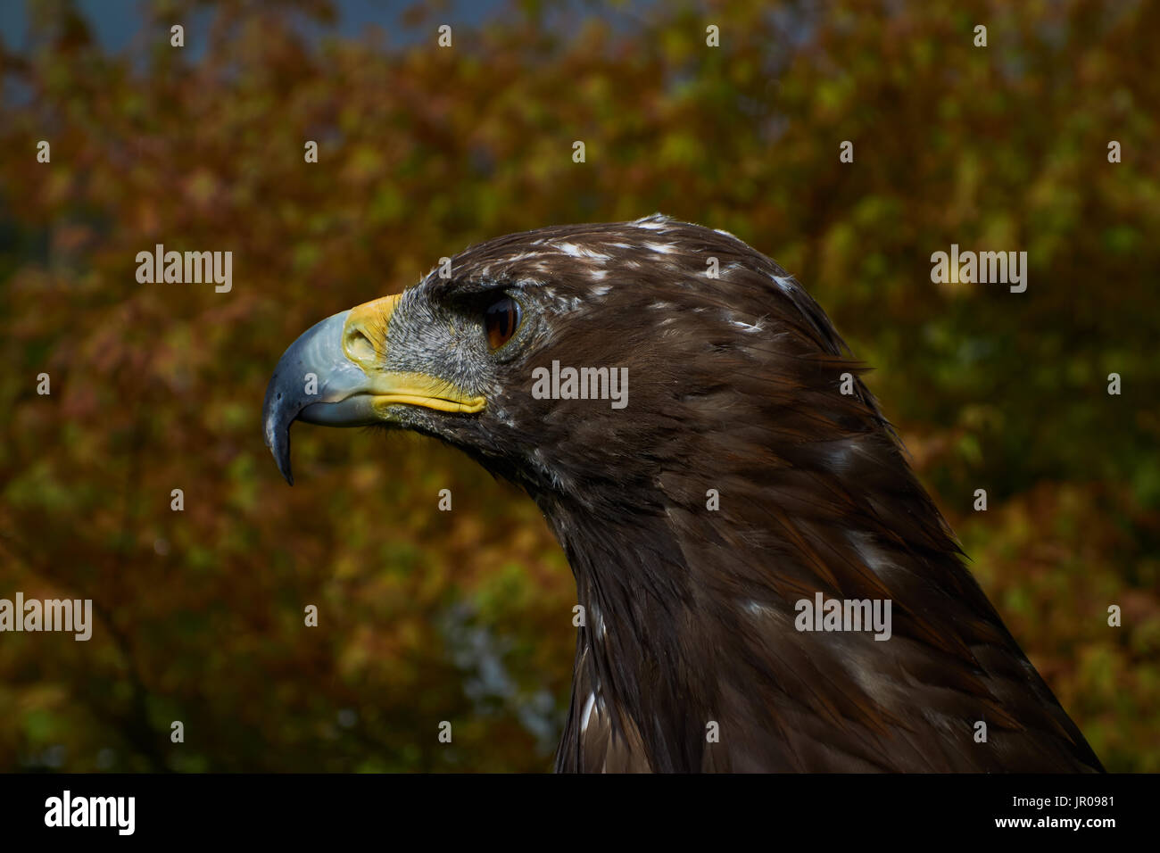 Golden Eagle. Captive. Regno Unito Foto Stock