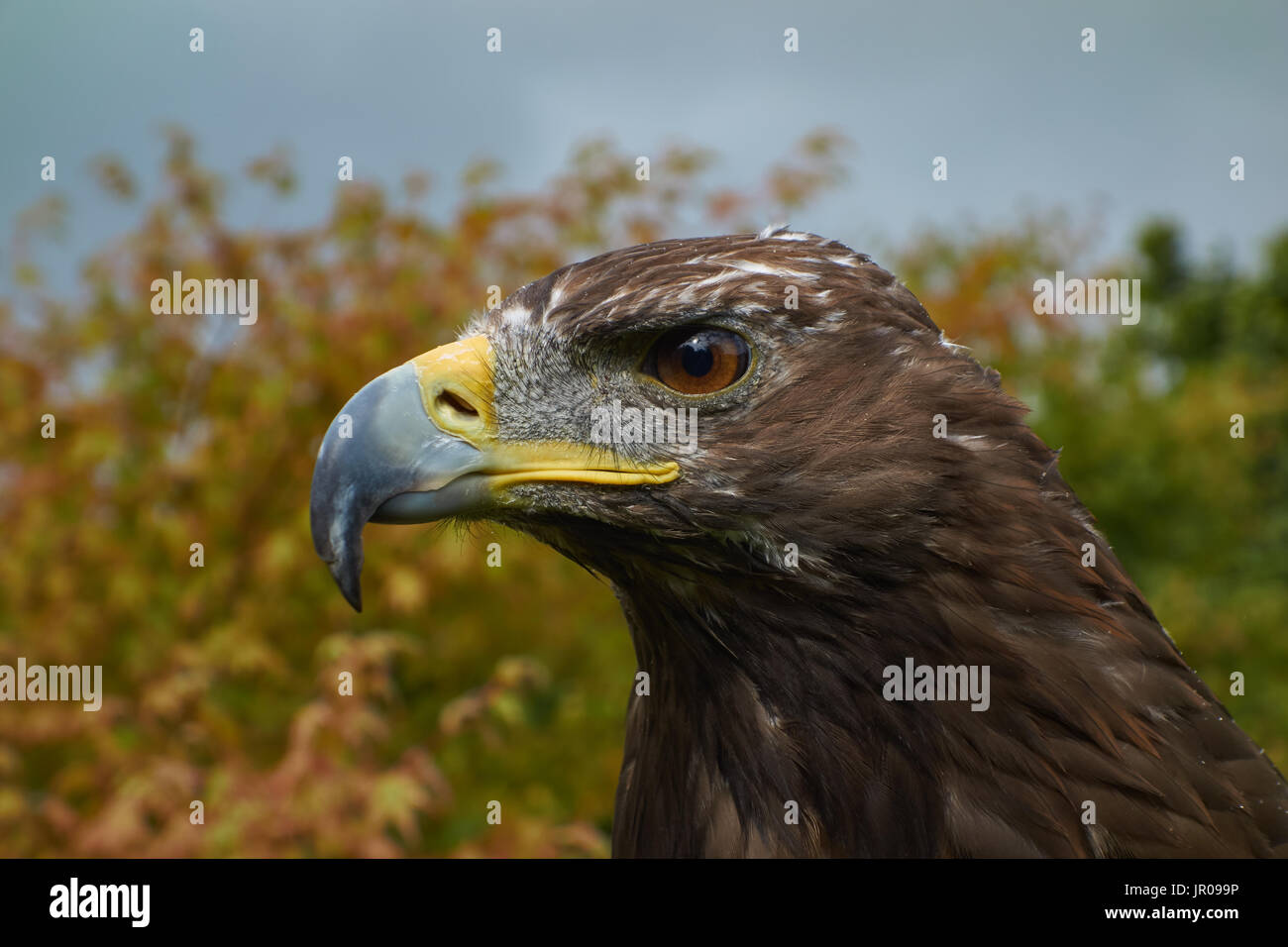 Golden Eagle. Captive. Regno Unito Foto Stock