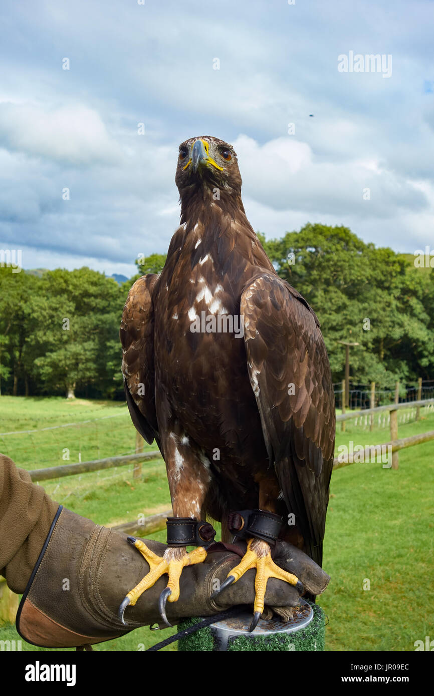 Golden Eagle sul guanto Falconieri. Regno Unito Foto Stock
