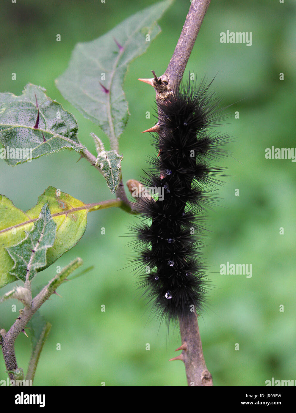 Nero caterpillar pelose su un bush spinoso Foto Stock